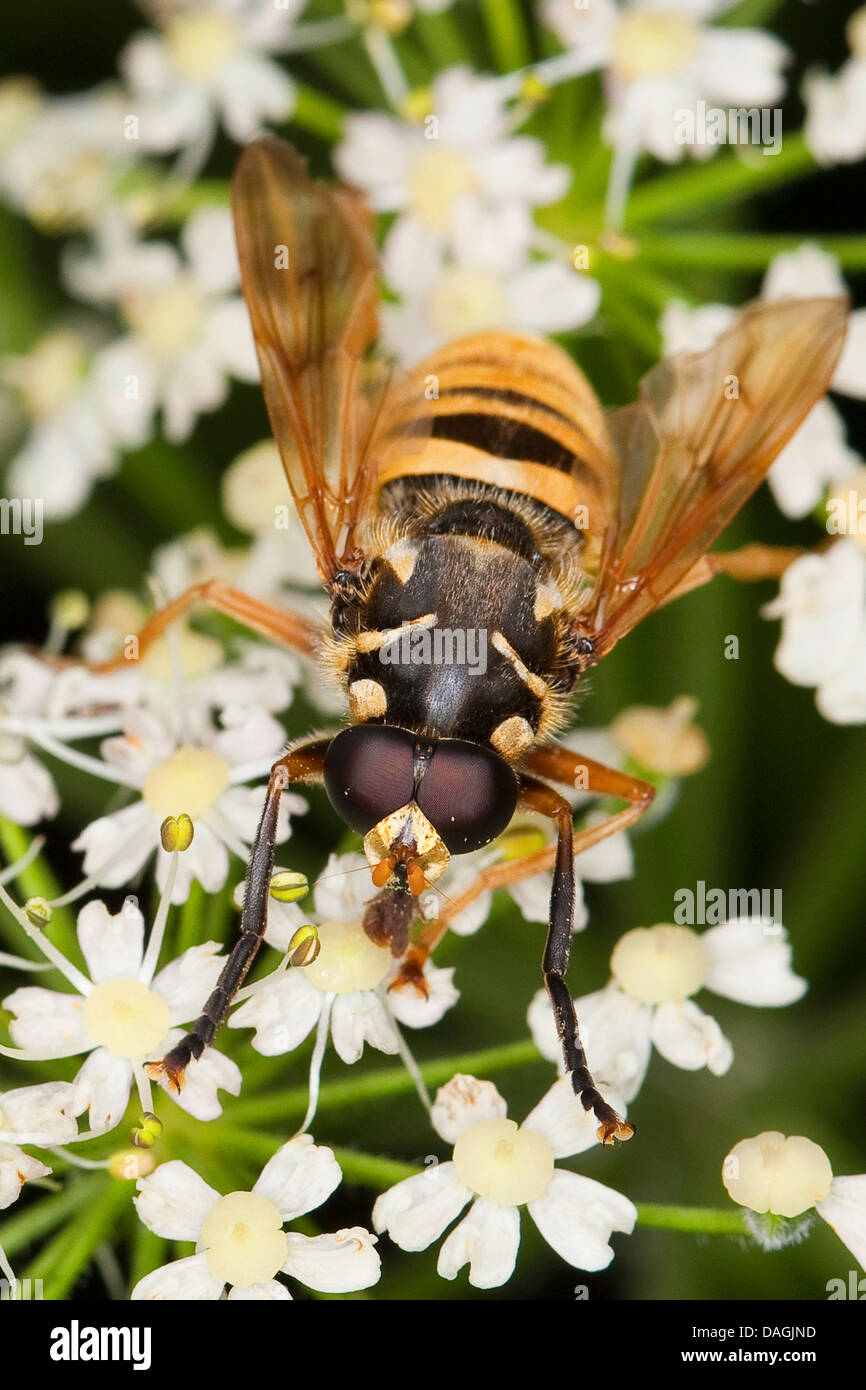 Hover fly (Temnostoma vespiforme), sui fiori di un umbellifer, Germania Foto Stock