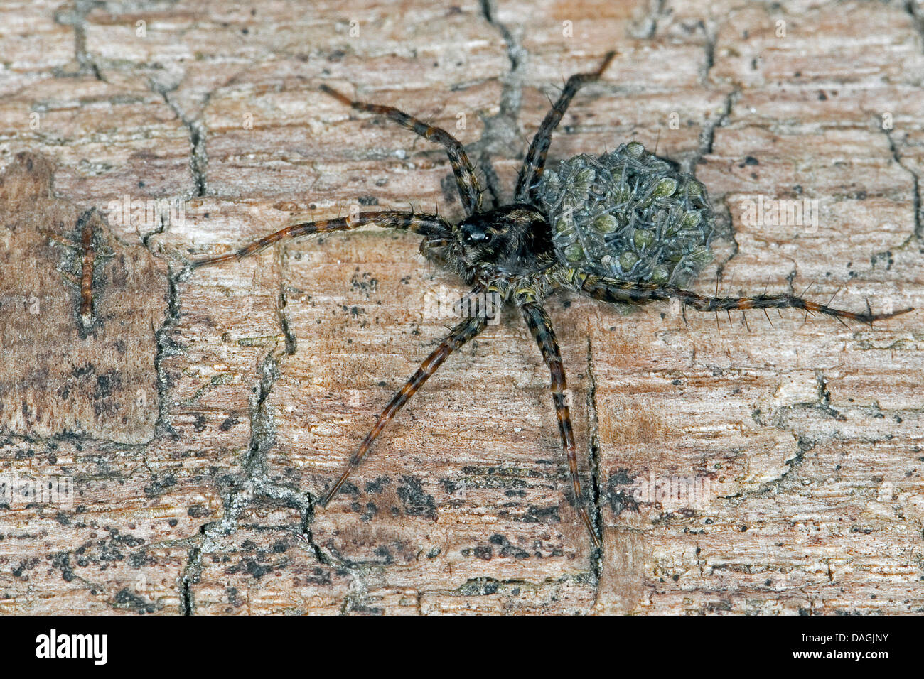 Spotted Wolf spider (cfr. Pardosa amentata), femmina con i ragazzi sul retro, Germania Foto Stock