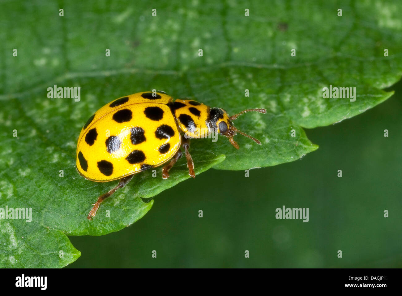 Twentytwo-spot ladybird beetle (Thea vigintiduopunctata, Psyllobora vigintiduopunctata, Thea 22-punctata), seduta su una foglia, Germania Foto Stock