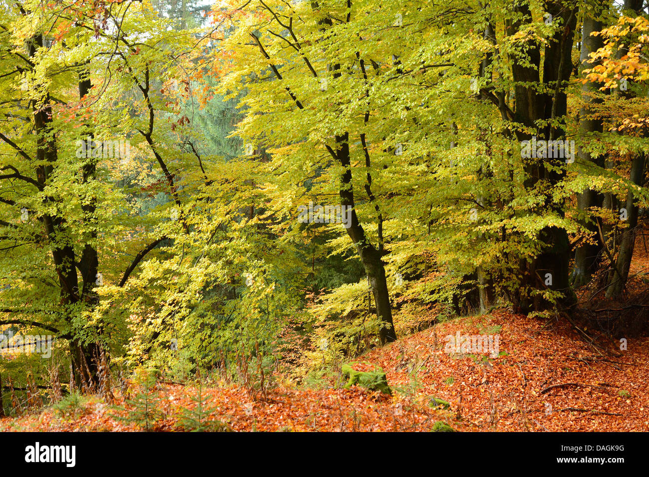 Comune di faggio (Fagus sylvatica), la foresta di faggio in autunno, in Germania, in Baviera, Oberpfalz Foto Stock