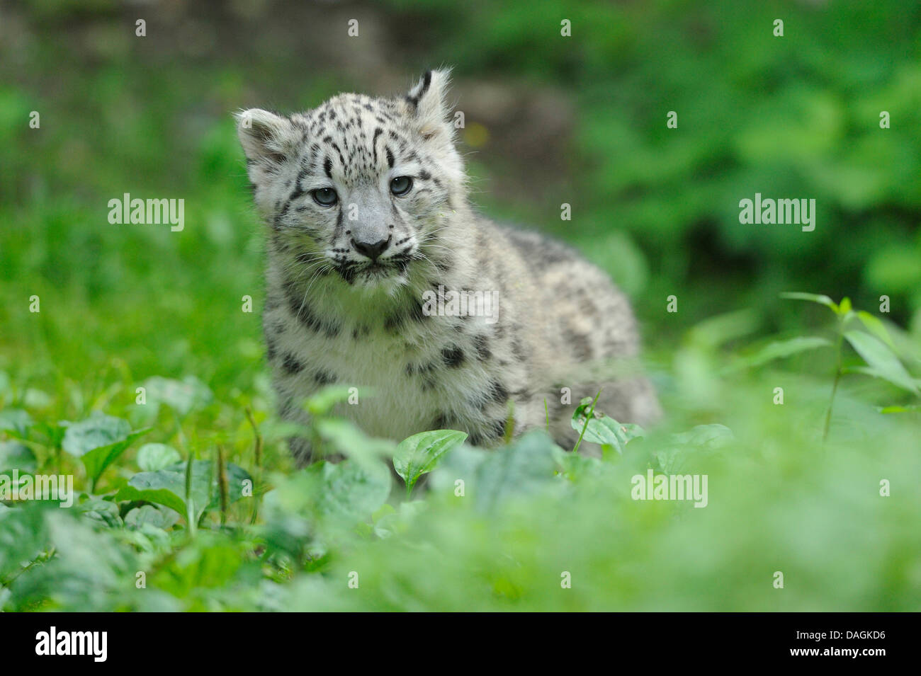 Snow Leopard (Uncia uncia, Panthera uncia), cucciolo Foto Stock