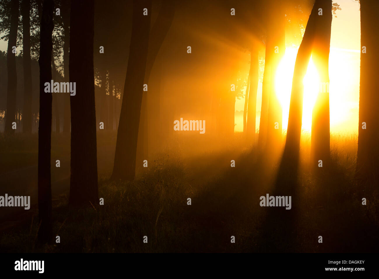 Raggi di sole in una foresta, Belgio Foto Stock