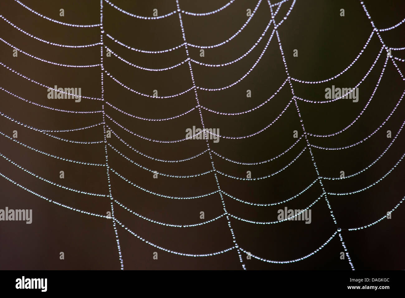 Spider Web con dewdrops, Belgio Foto Stock