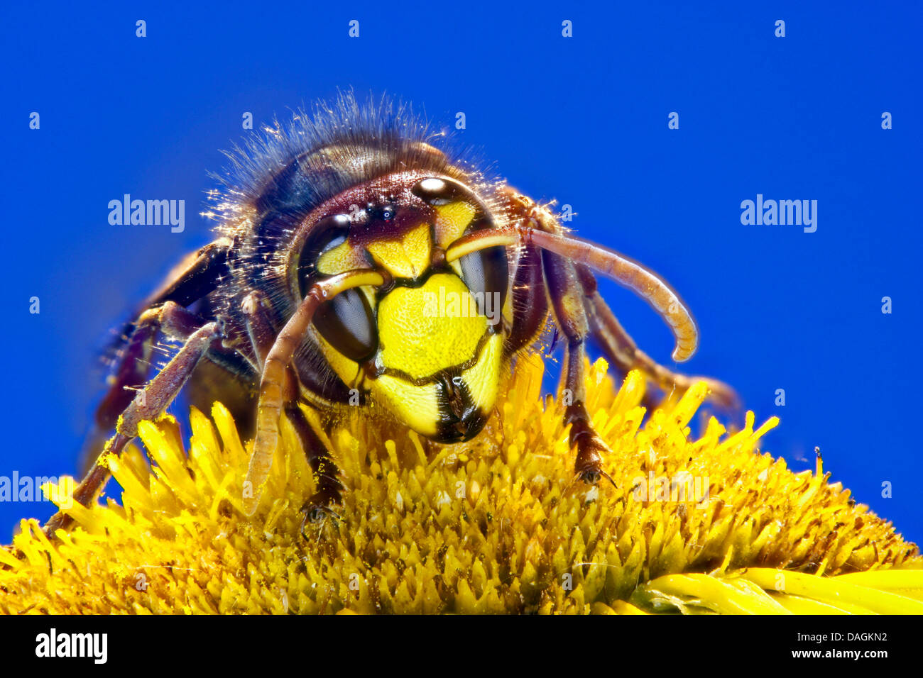 Hornet, marrone hornet, Europeo hornet (Vespa crabro), seduti su un fiore, Germania, Meclemburgo-Pomerania Occidentale Foto Stock