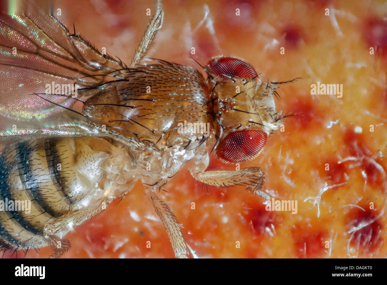 Aceto, Mosca Mosca della frutta (Drosophila melanogaster), sulla pesca, Germania, Meclemburgo-Pomerania Occidentale Foto Stock