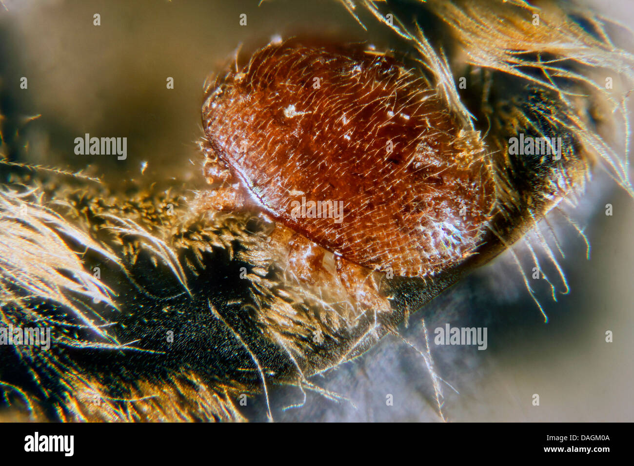 Acaro varroa (Varroa destructor, la lotta contro la Varroa jacobsoni), su un miele delle api, Germania, Meclemburgo-Pomerania Occidentale Foto Stock