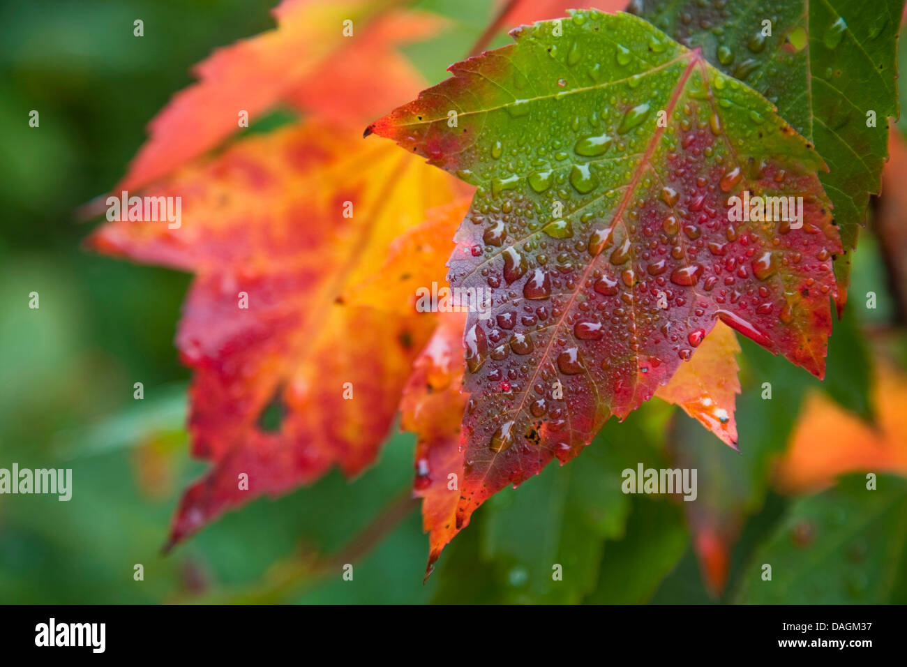 Maple (Acer spec.), foglie di autunno con gocce di pioggia, STATI UNITI D'AMERICA, Maine, Parco Nazionale di Acadia, Bar Harbor Foto Stock