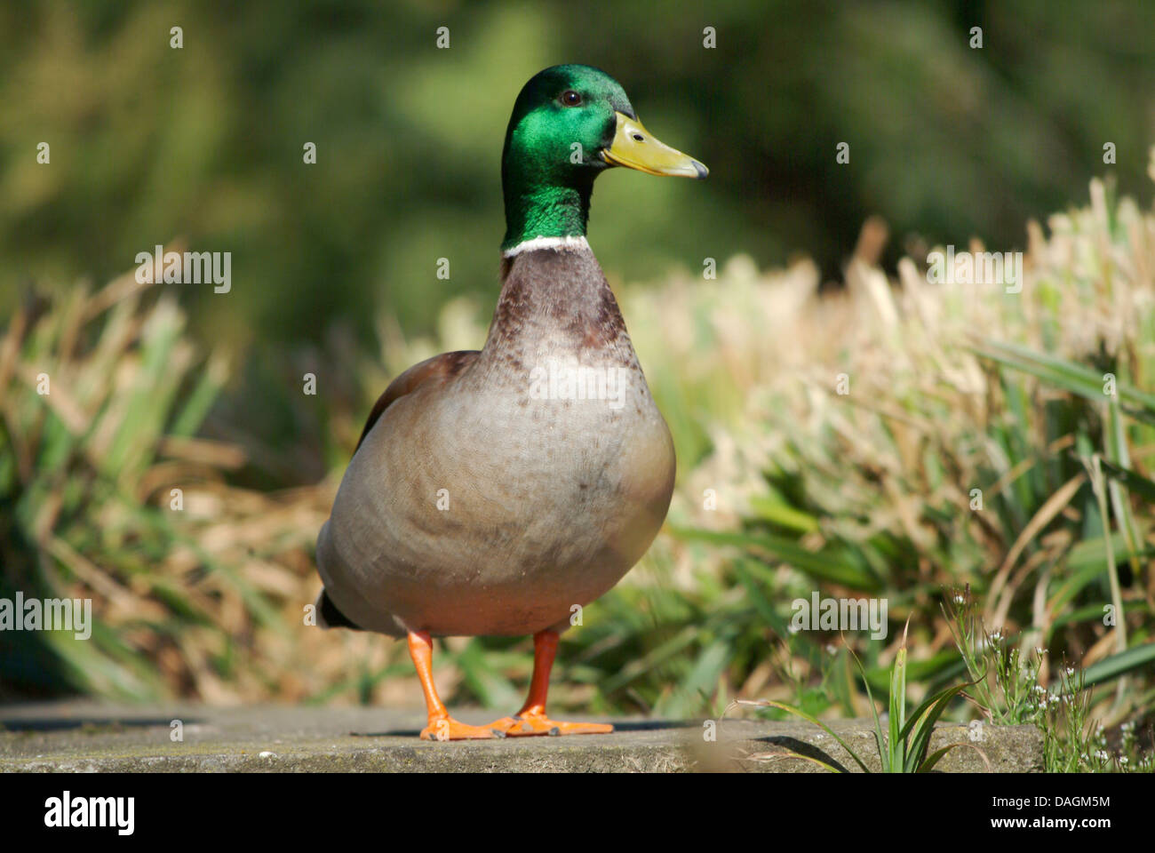 Il germano reale (Anas platyrhynchos), Drake Foto Stock