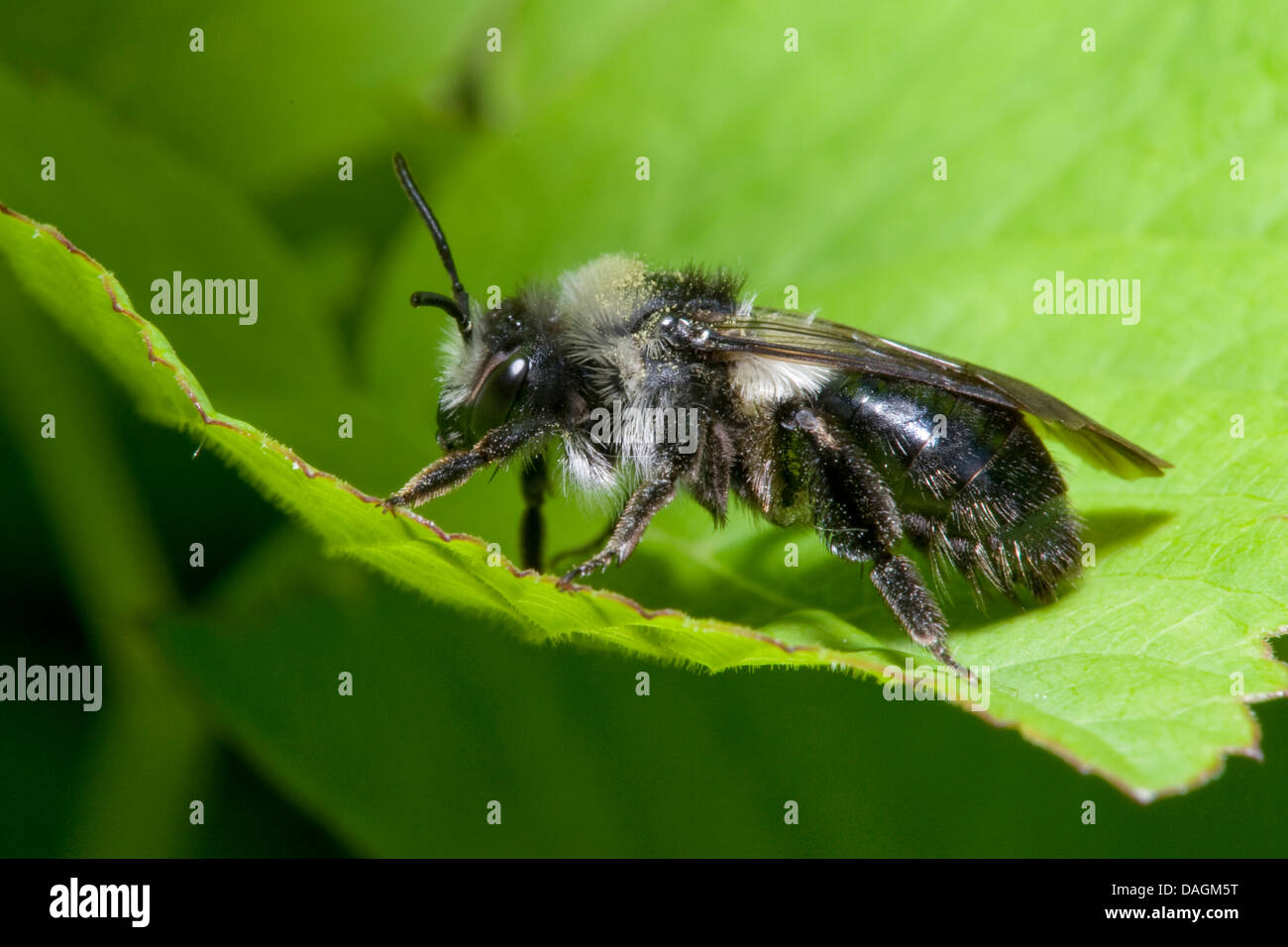Ashy Mining-bee (Andrena cineraria), su una foglia, Germania Foto Stock