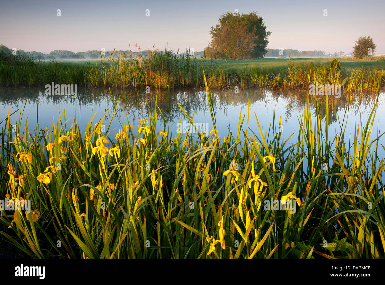 Iris gialla, bandiera gialla (Iris pseudacorus), fioritura di bandiere gialle sul fronte lago, Belgio, Bourgoyen Foto Stock