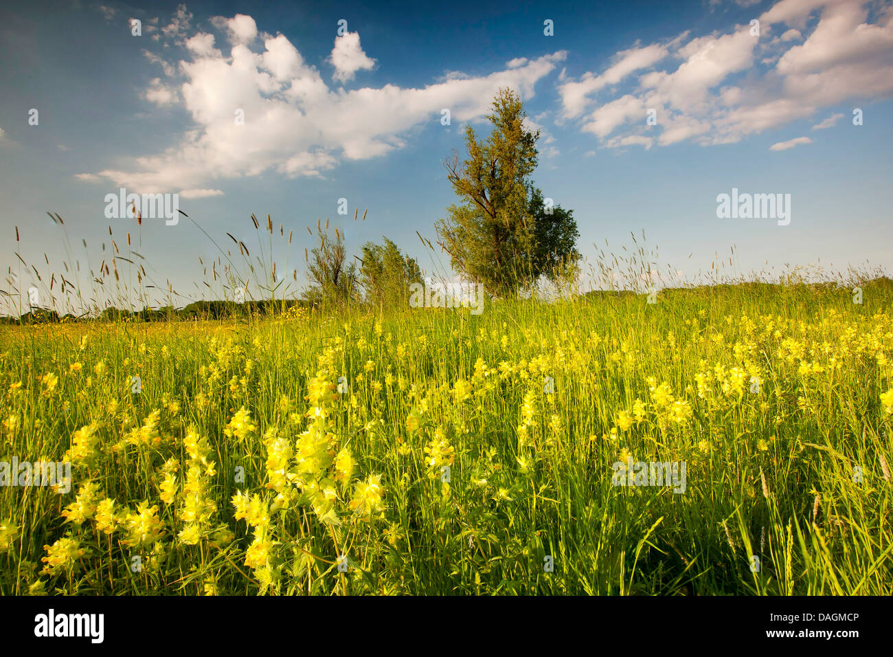 Maggiore giallo-battito (Rhinanthus angustifolius, Rhinanthus serotinus), marsh prato con giallo-rattle, Belgio Fiandre Foto Stock