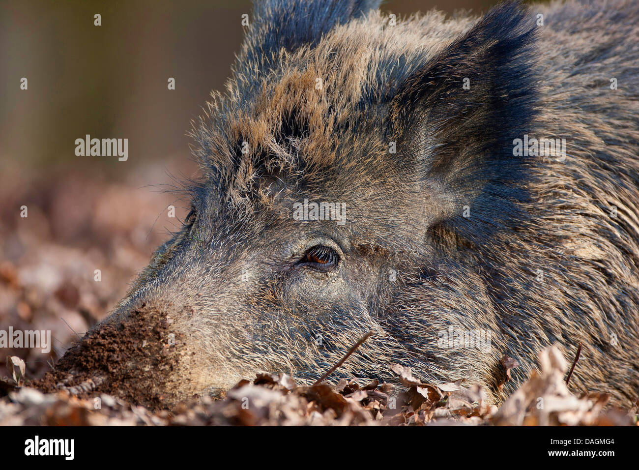 Cinghiale, maiale (Sus scrofa), che giace stanco sul suolo della foresta, Belgio Foto Stock