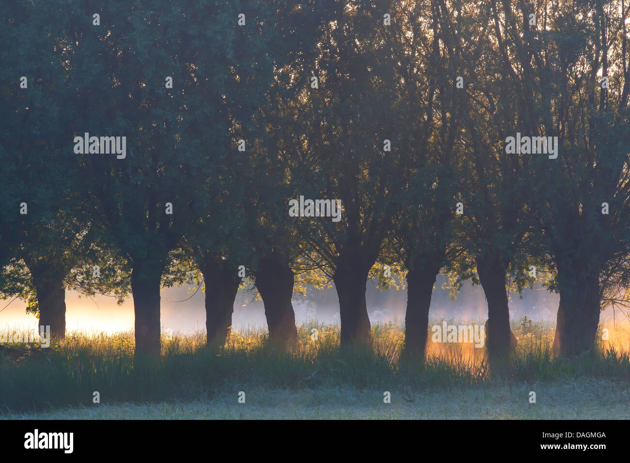 Willow, vimini (Salix spec.), fila di pollard salici, Belgio Foto Stock