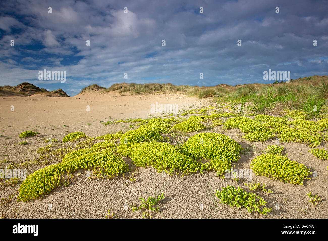 Stonecrop comune, mordere stonecrop, mossy stonecrop, parete di pepe, oro-moss (Sedum acre), fioritura sulle dune, Belgio, Naturreservat De Westhoek Foto Stock