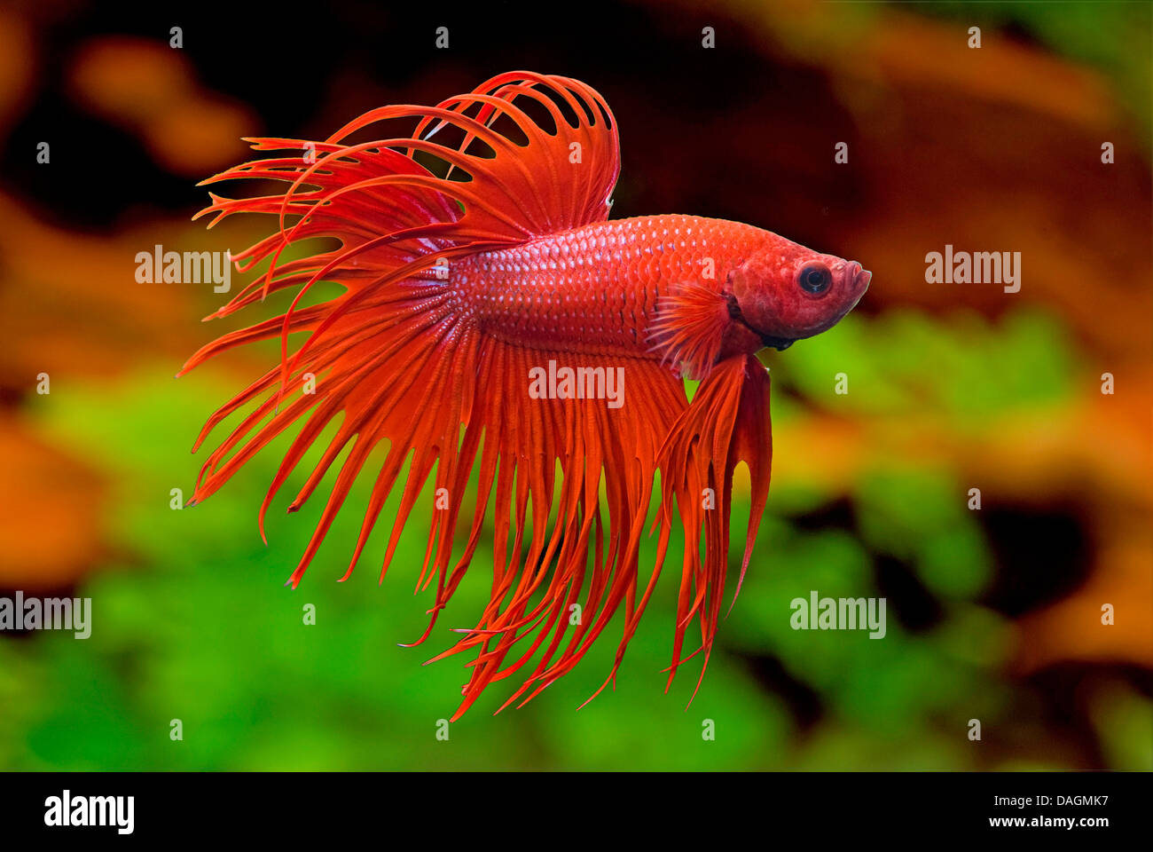 Siamese fighting fish, Siamese fighter (Betta splendens Crown Tail Rot), Corona Rossa di coda Foto Stock