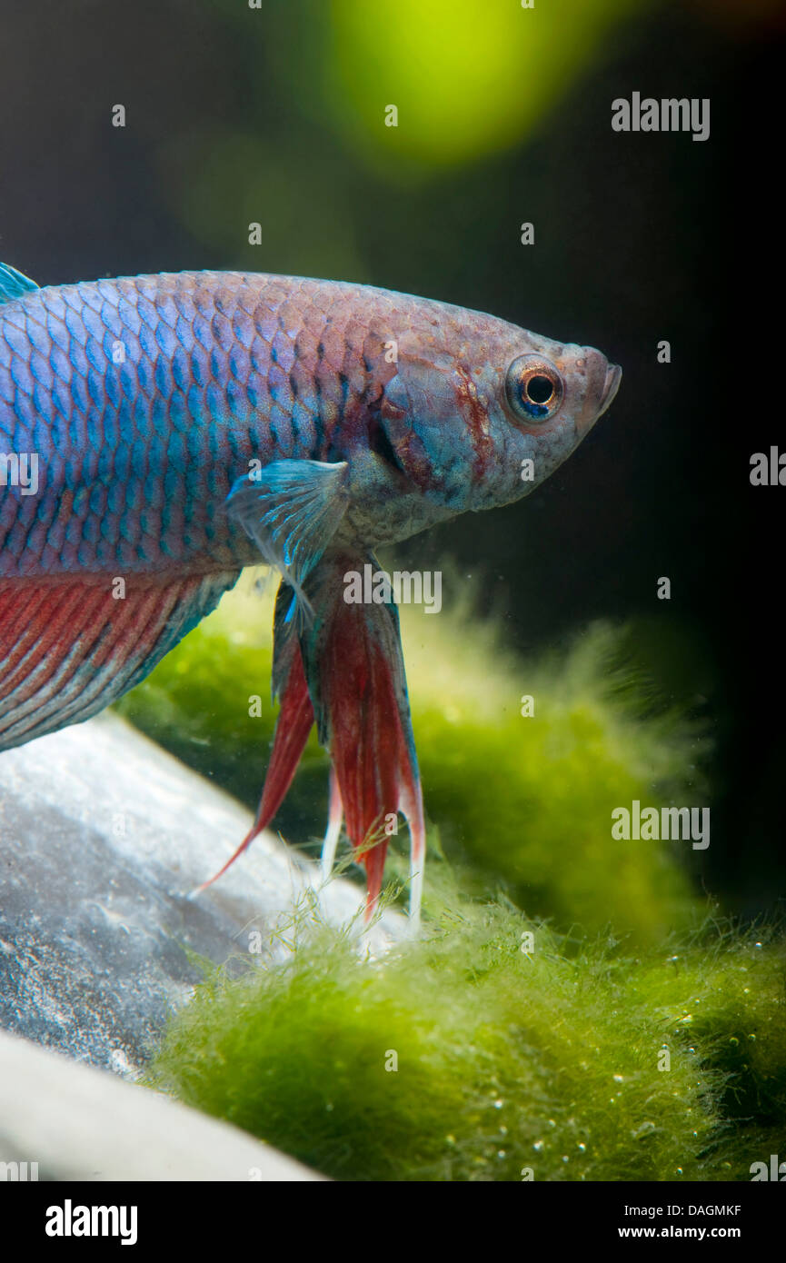 Siamese fighting fish, Siamese fighter (Betta splendens Long Tail Tuerkis), coda lunga Turchese Foto Stock