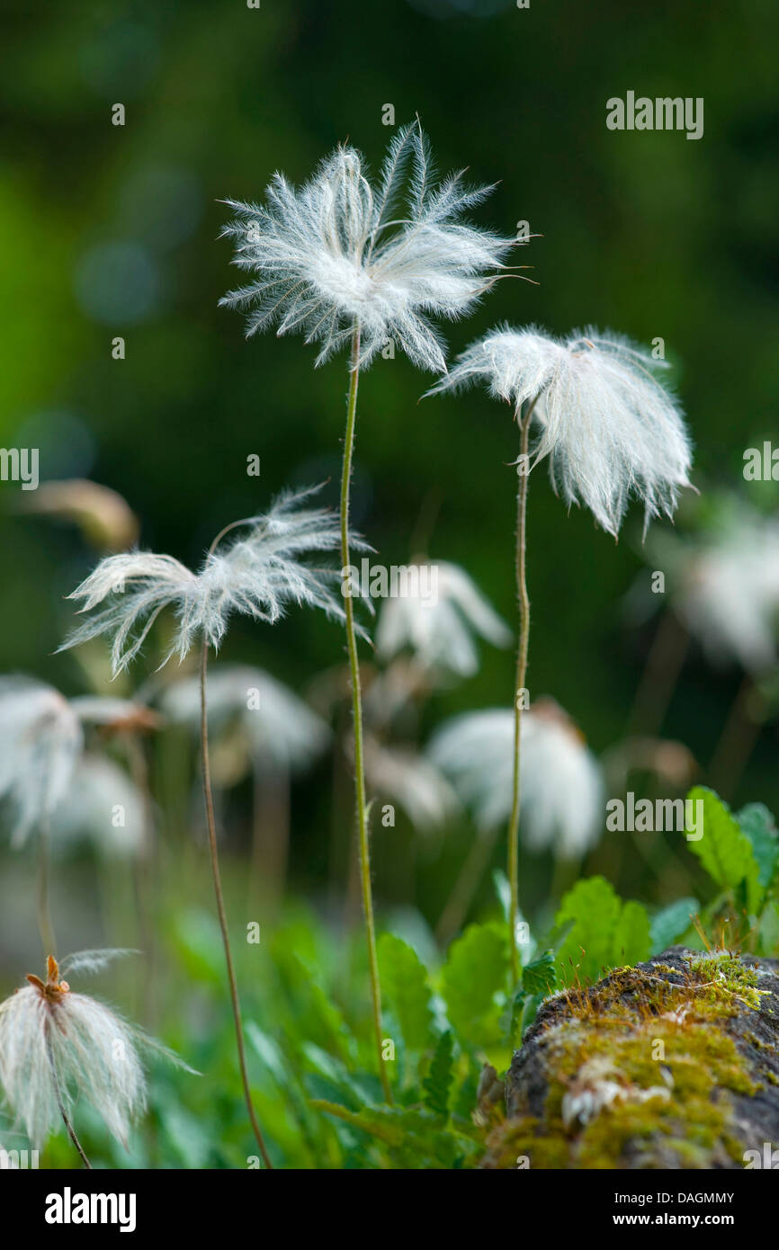 Mountain avens (Dryas octopetala), la fruttificazione, in Germania, in Baviera, Allgaeu Foto Stock