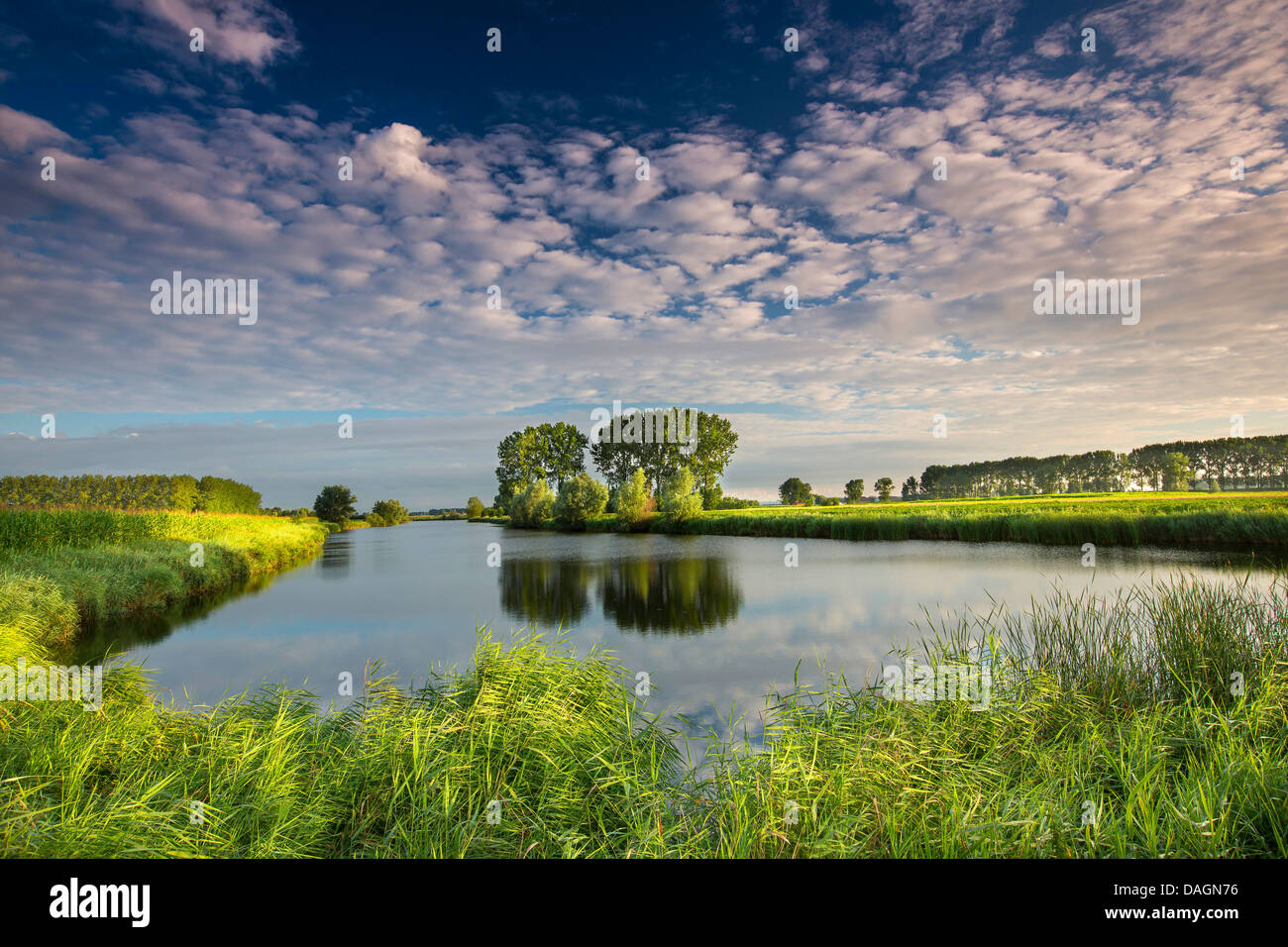Erba reed, cannuccia di palude (Phragmites communis, Phragmites australis), canal nel campo paesaggio, Belgio, Sint-Laureins Foto Stock