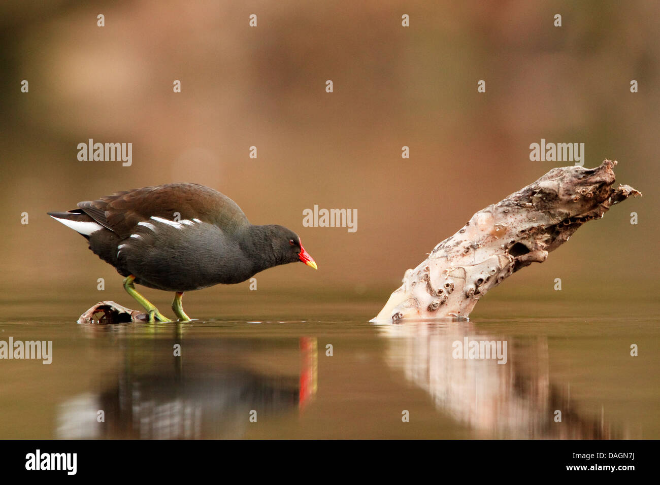 Riflessione moorhen stagno lago wader bird Foto Stock