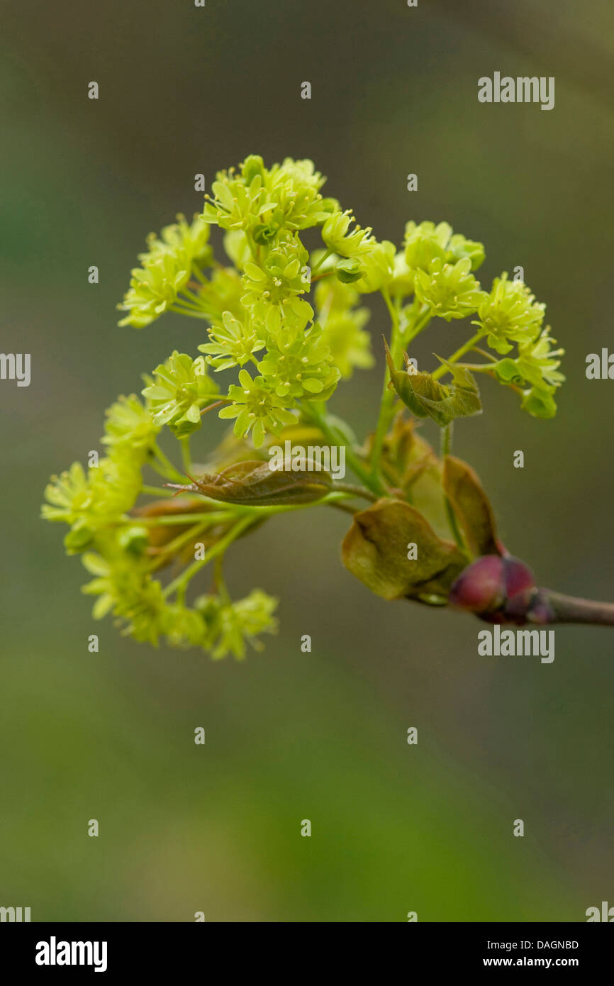 Norvegia (acero Acer platanoides), filiale di fioritura, Germania Foto Stock