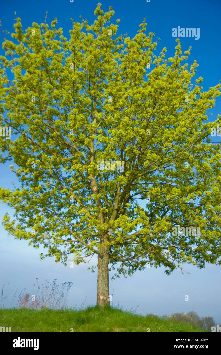 Norvegia (acero Acer platanoides), albero in fiore, Germania Foto Stock