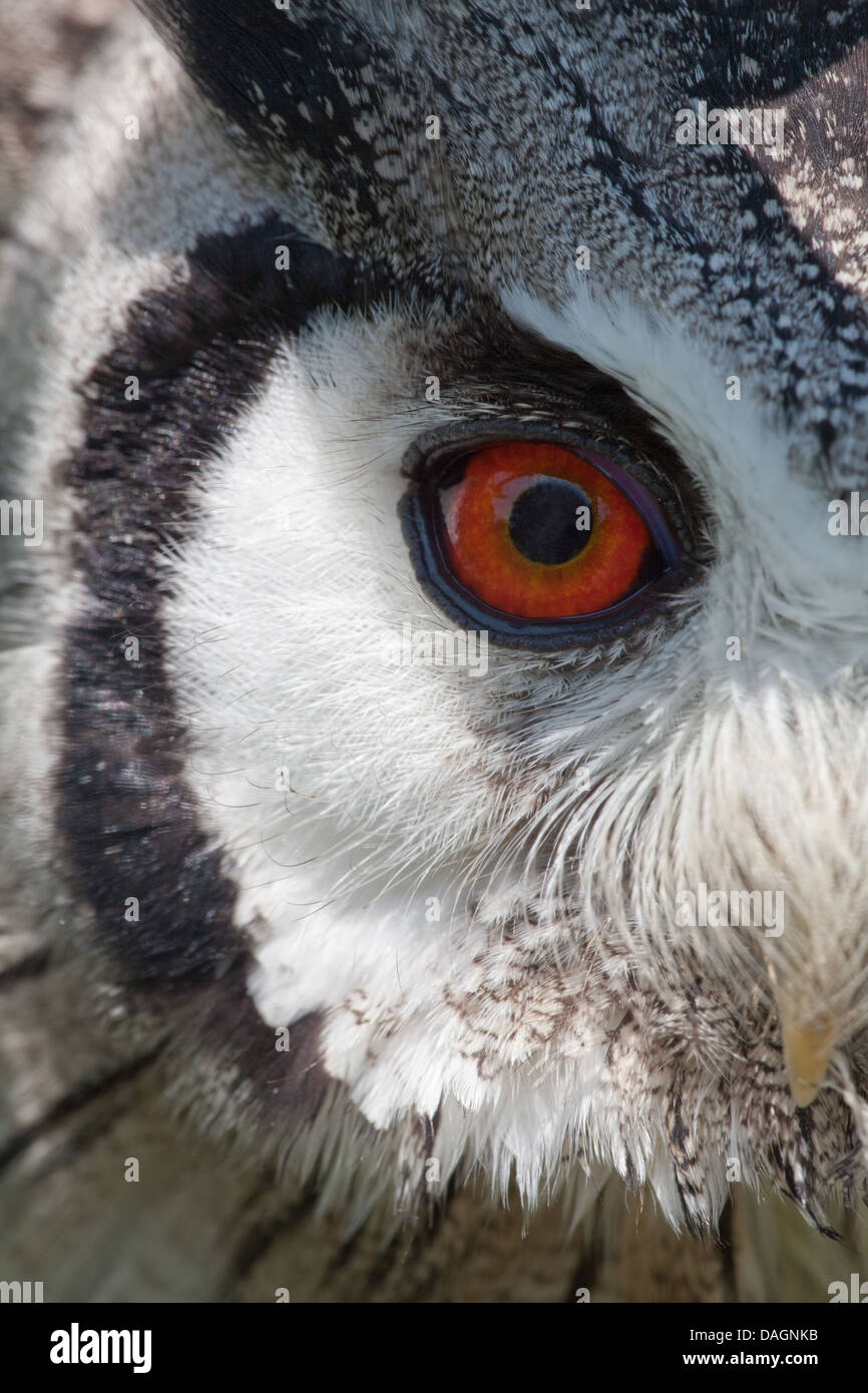 African Assiolo (Otus leucotis). Close up dell'occhio destro entro il disco per il viso costituita da specializzata di piume. Foto Stock