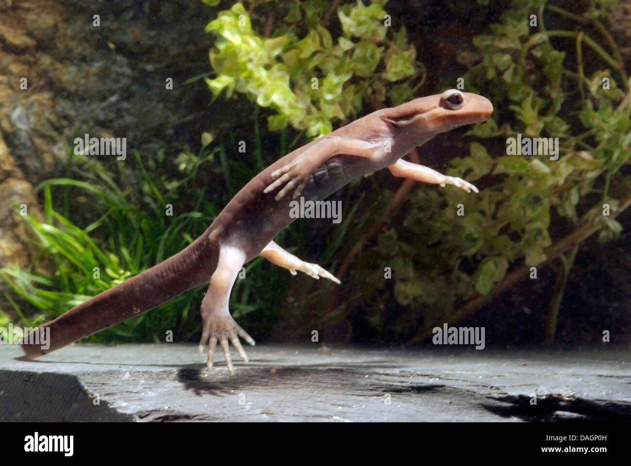 Northwestern salamander (Ambystoma gracile), nuoto Foto Stock