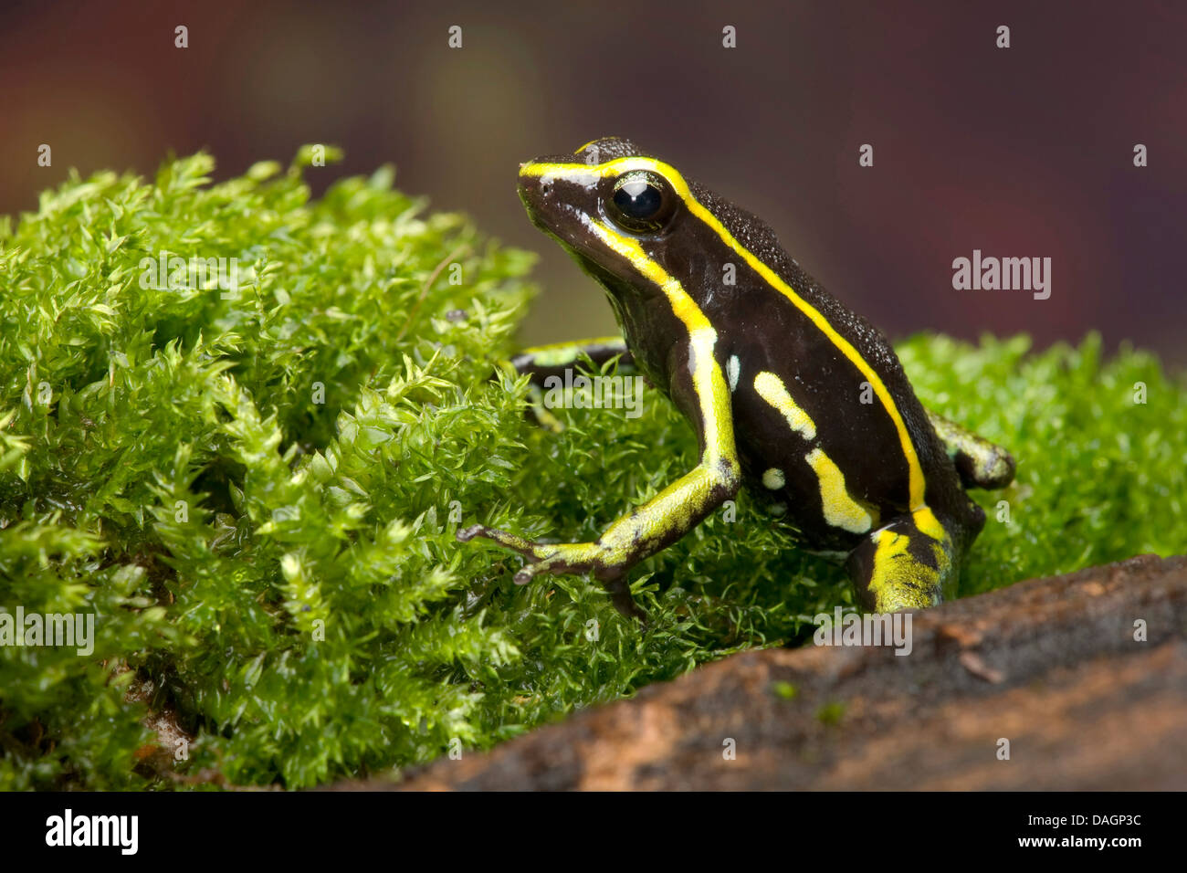 A tre strisce poison dart frog (Ameerega trivittata), in MOSS Foto Stock