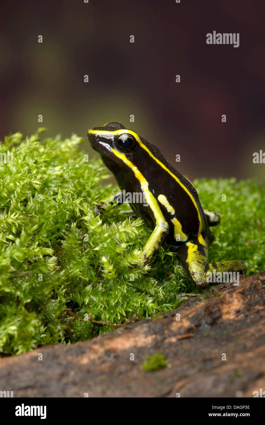 A tre strisce poison dart frog (Ameerega trivittata), in MOSS Foto Stock