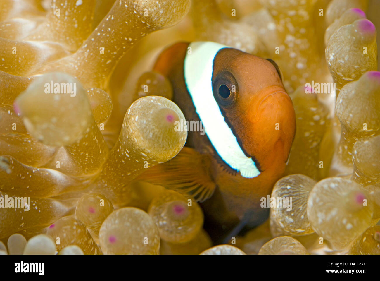 Red clownfish, pomodoro anemonefish, pomodoro clownfish (Amphiprion frenatus), tra i tentacoli di un anemone marittimo Foto Stock
