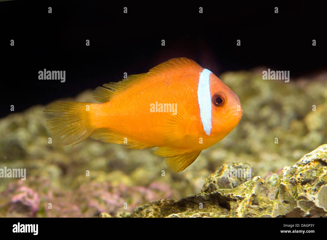 Anemonefish nero, dusky anemonefish, fire clownfish (Amphiprion melanopus), nuoto Foto Stock