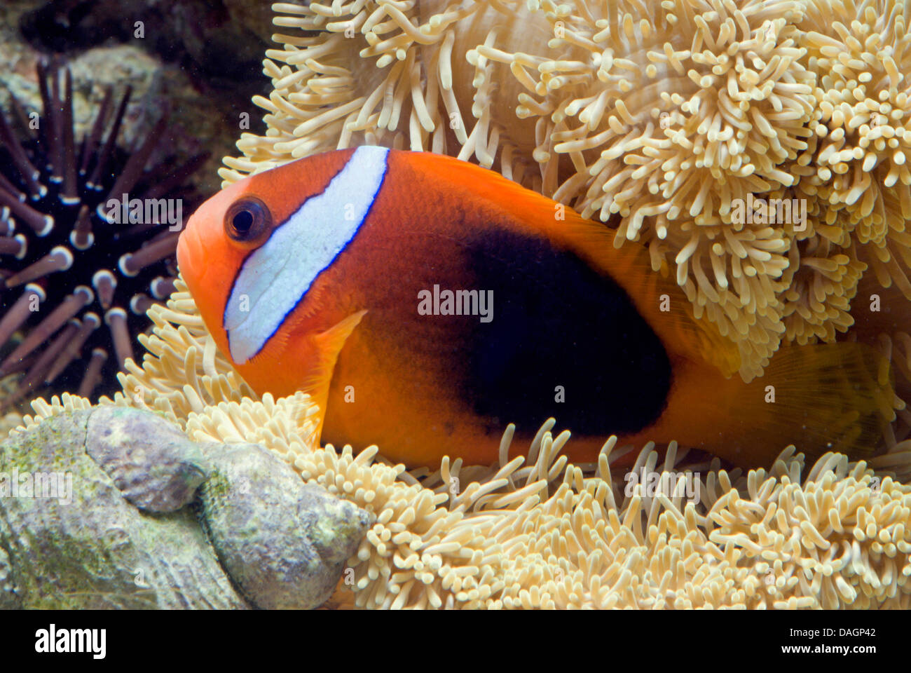 Anemonefish nero, dusky anemonefish, fire clownfish (Amphiprion melanopus), tra i tentacoli di un anemone marittimo Foto Stock