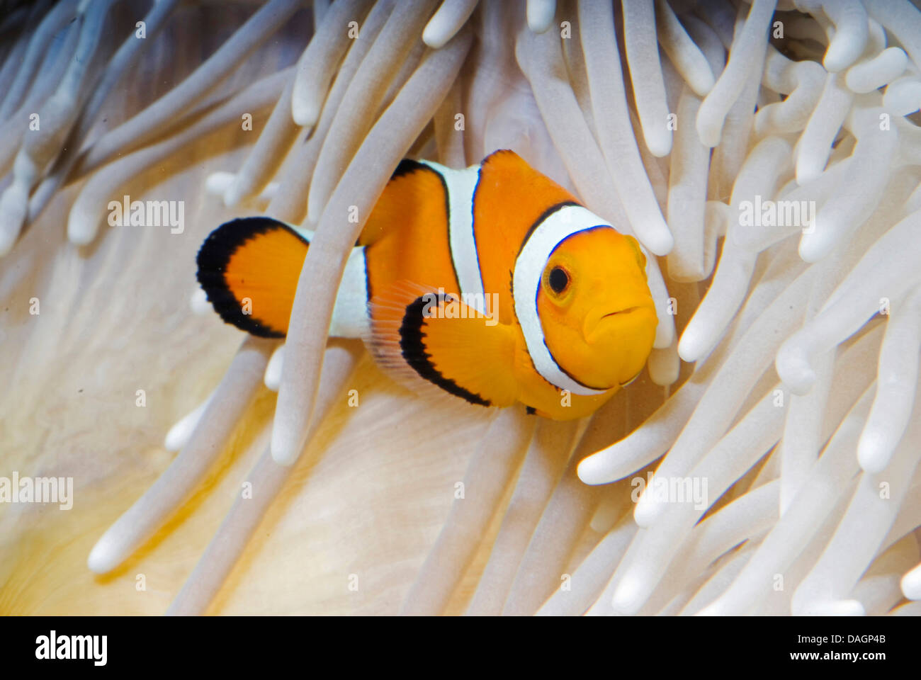 False clown anemonefish, clown anemonefish (Amphiprion ocellaris), tra i tentacoli di Heteractis crispa Foto Stock