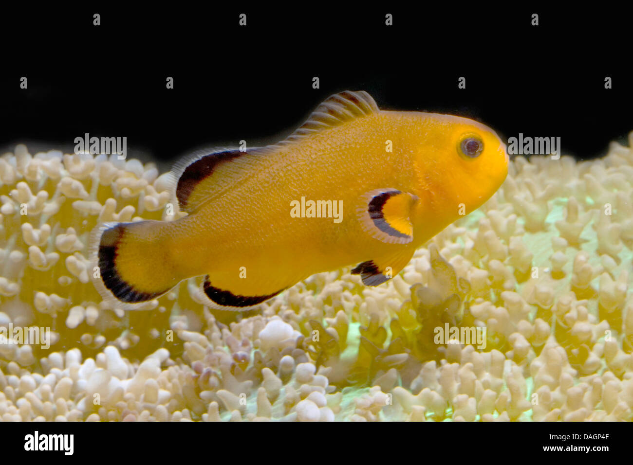 False clown anemonefish, clown anemonefish (Amphiprion ocellaris), razza Foto Stock