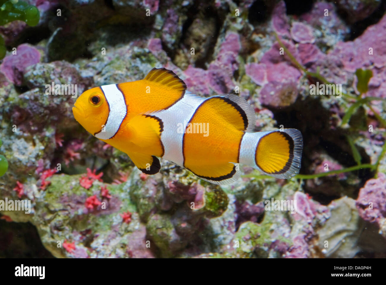 False clown anemonefish, clown anemonefish (Amphiprion ocellaris), razza Foto Stock
