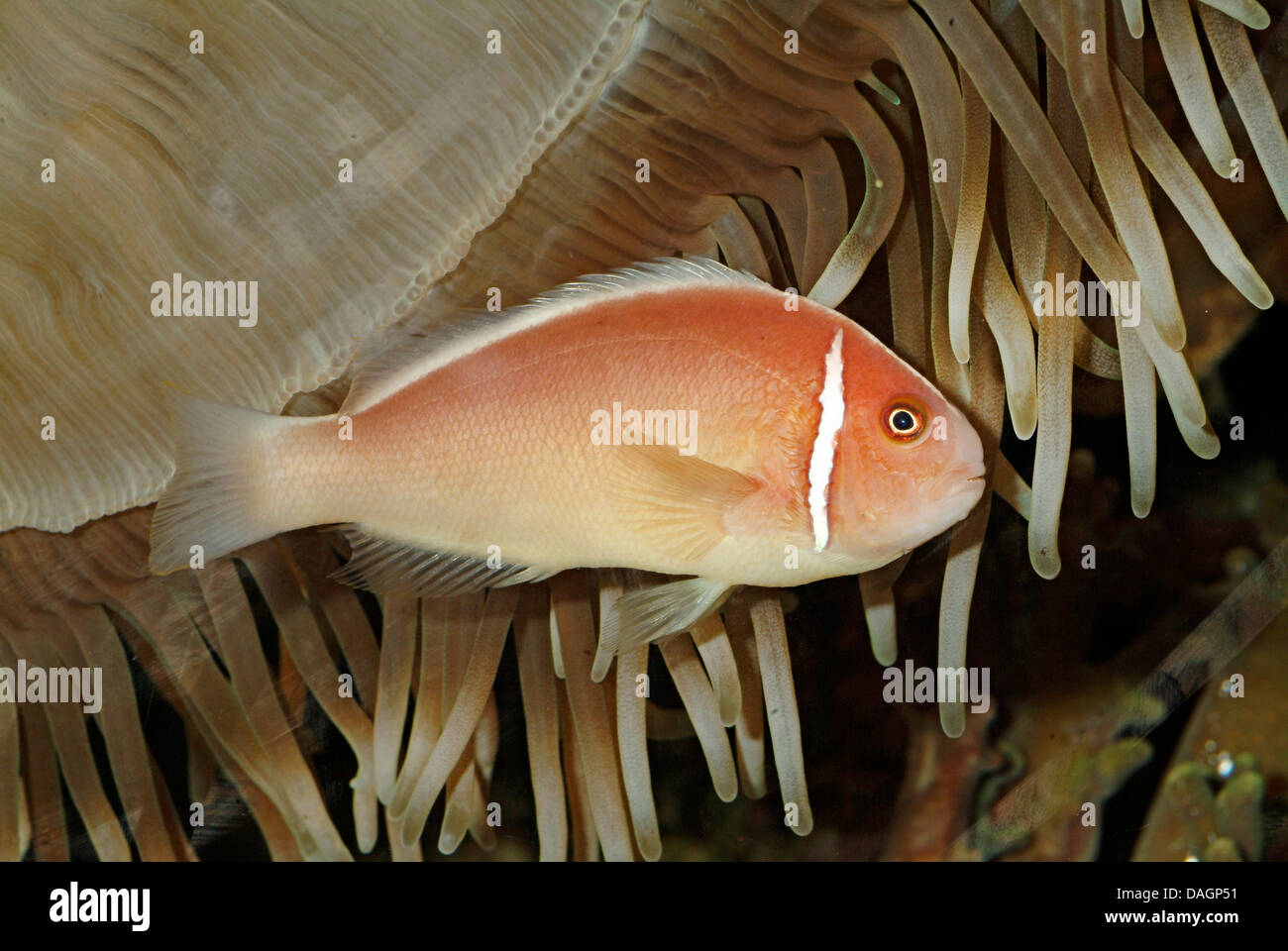 Pink anemonefish, false skunk-striped (anemonefish Amphiprion perideraion), tra i tentacoli di un anemone marittimo Foto Stock