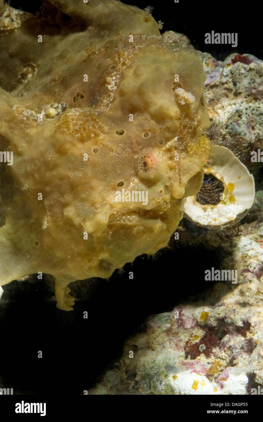 Presenta verrucosa, rana pescatrice Rana pescatrice Clown (Antennarius phymatodes, Antennarius maculatus), ben mimetizzati fra i coralli Foto Stock