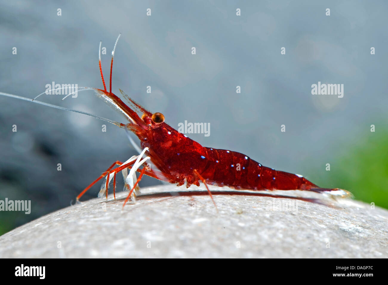 Il Cardinale Gamberetti (Caridina dennerli), su una pietra Foto Stock