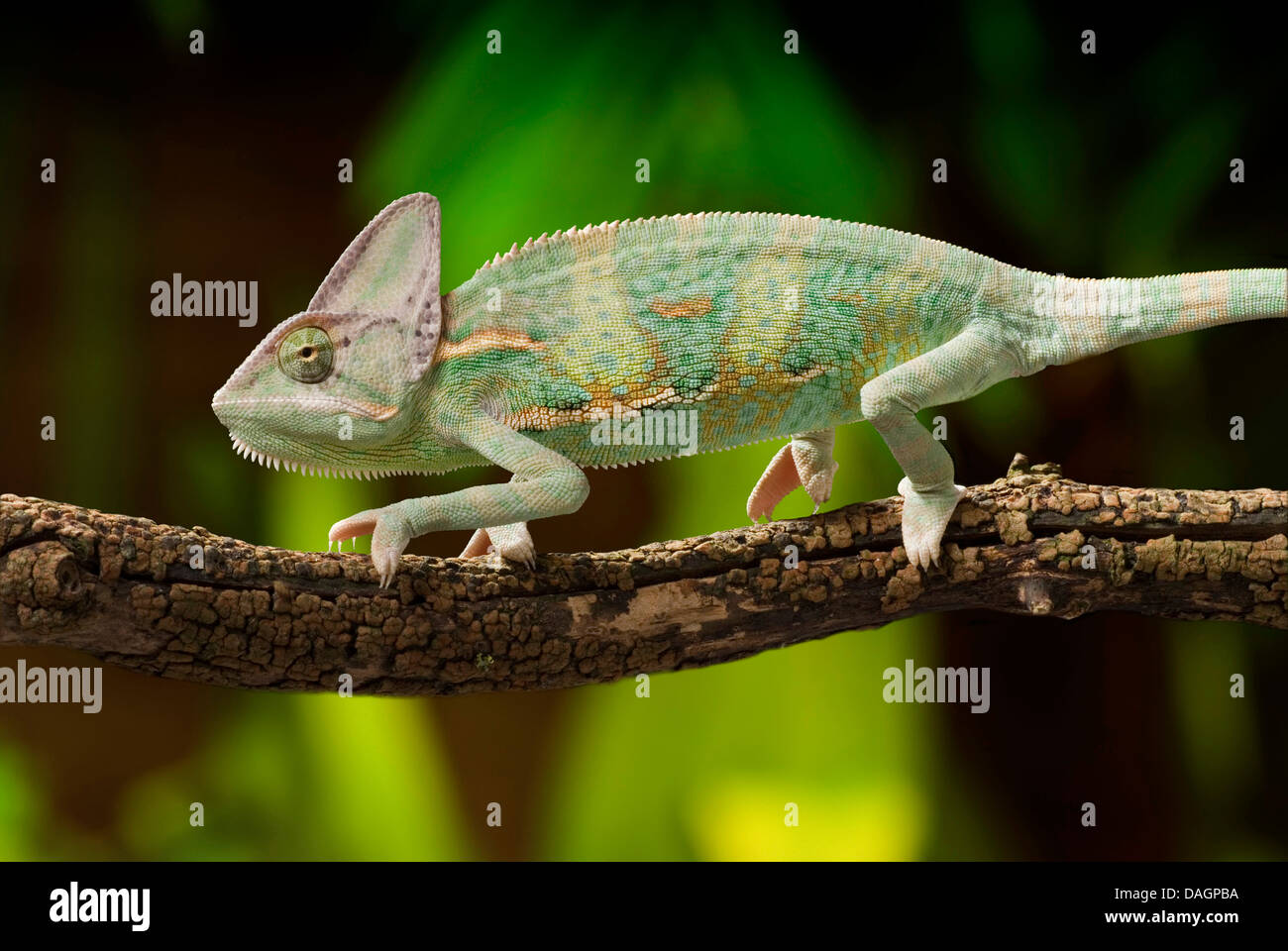 Yemen chameleon, cono-guidato camaleonte, velata chameleon (Chamaeleo calyptratus), camminando su di un ramo Foto Stock