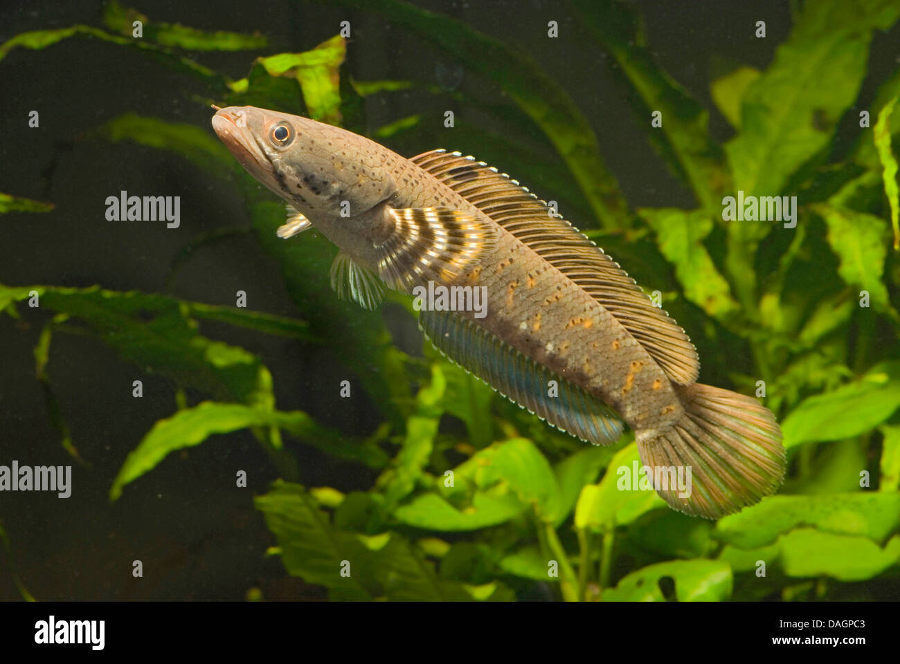 Snakehead (Channa pulchra), nuoto Foto Stock