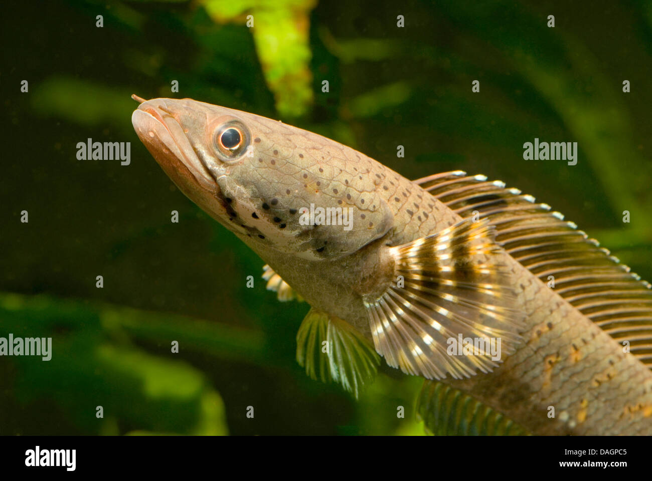 Snakehead (Channa pulchra), ritratto Foto Stock