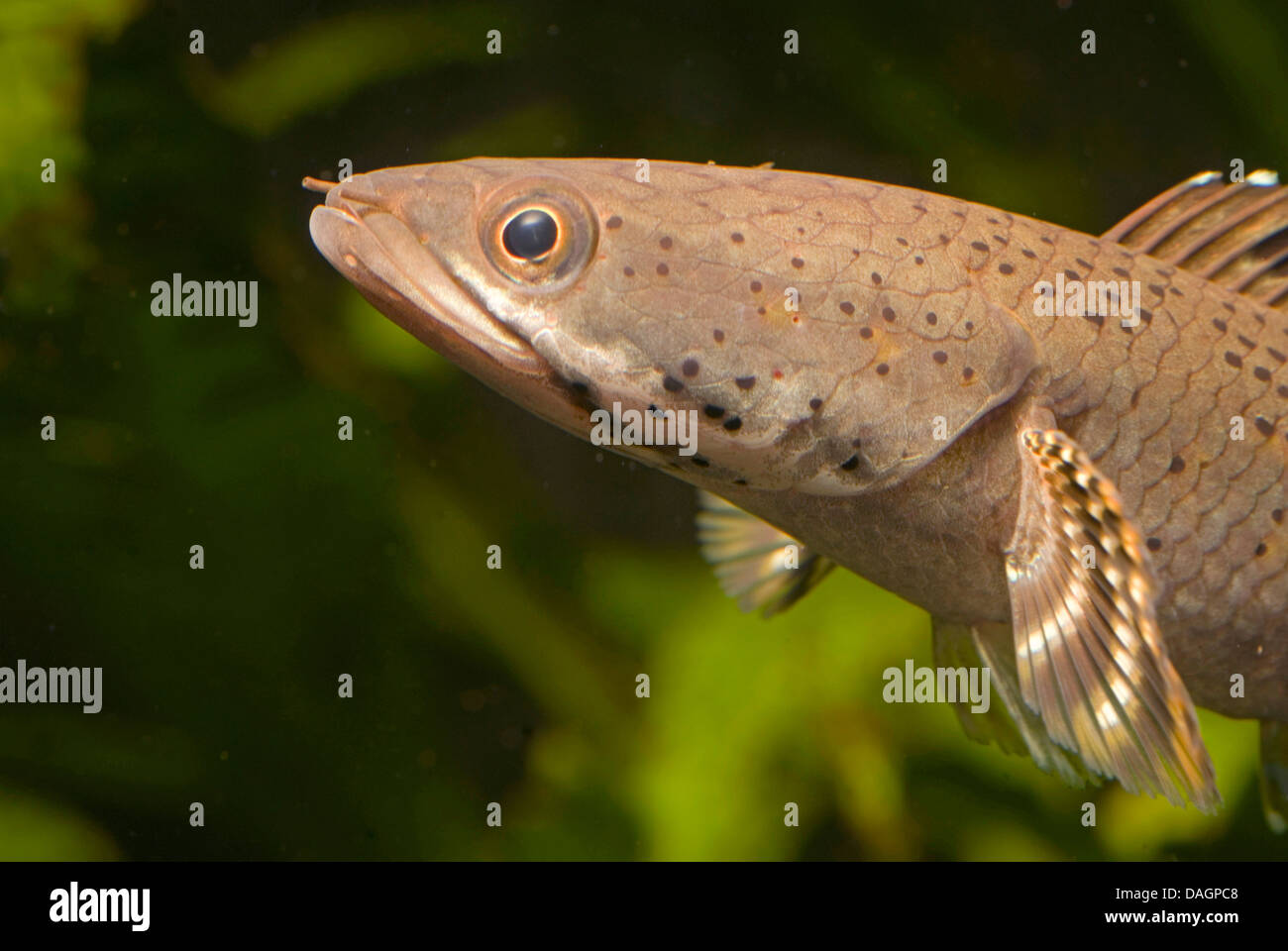 Snakehead (Channa pulchra), ritratto Foto Stock