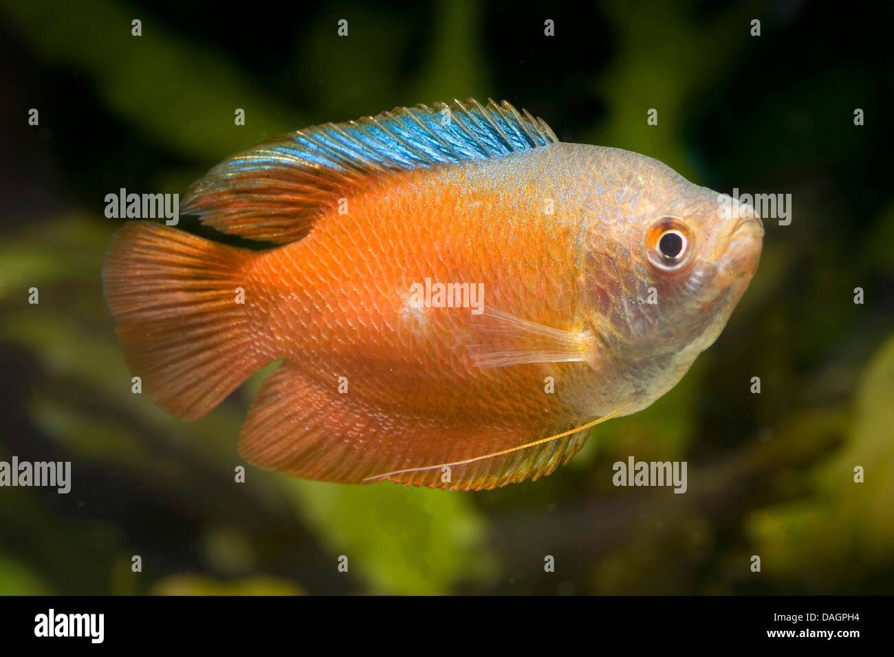 Dwarf Gourami (Colisa lalia rosso), rosso di razza Foto Stock