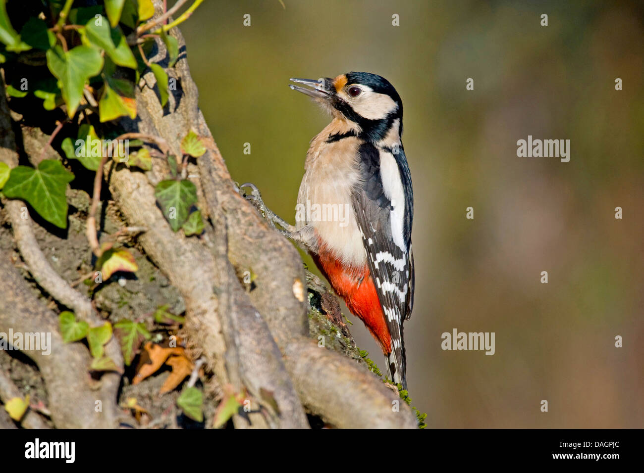 Picchio rosso maggiore (Picoides major, Dendrocopos major), a tronco di albero, Germania Foto Stock