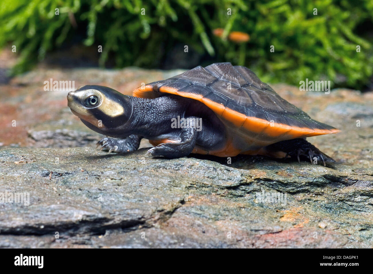 Rosso-gonfiato a collo corto (tartaruga Emydura subglobosa, Emydura albertisii), su una pietra Foto Stock