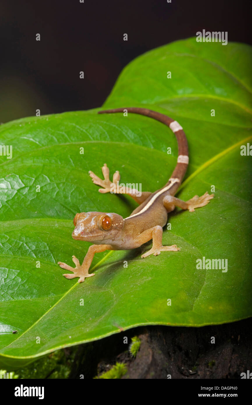 White-Line Gecko (Gekko vittatus), su una foglia Foto Stock