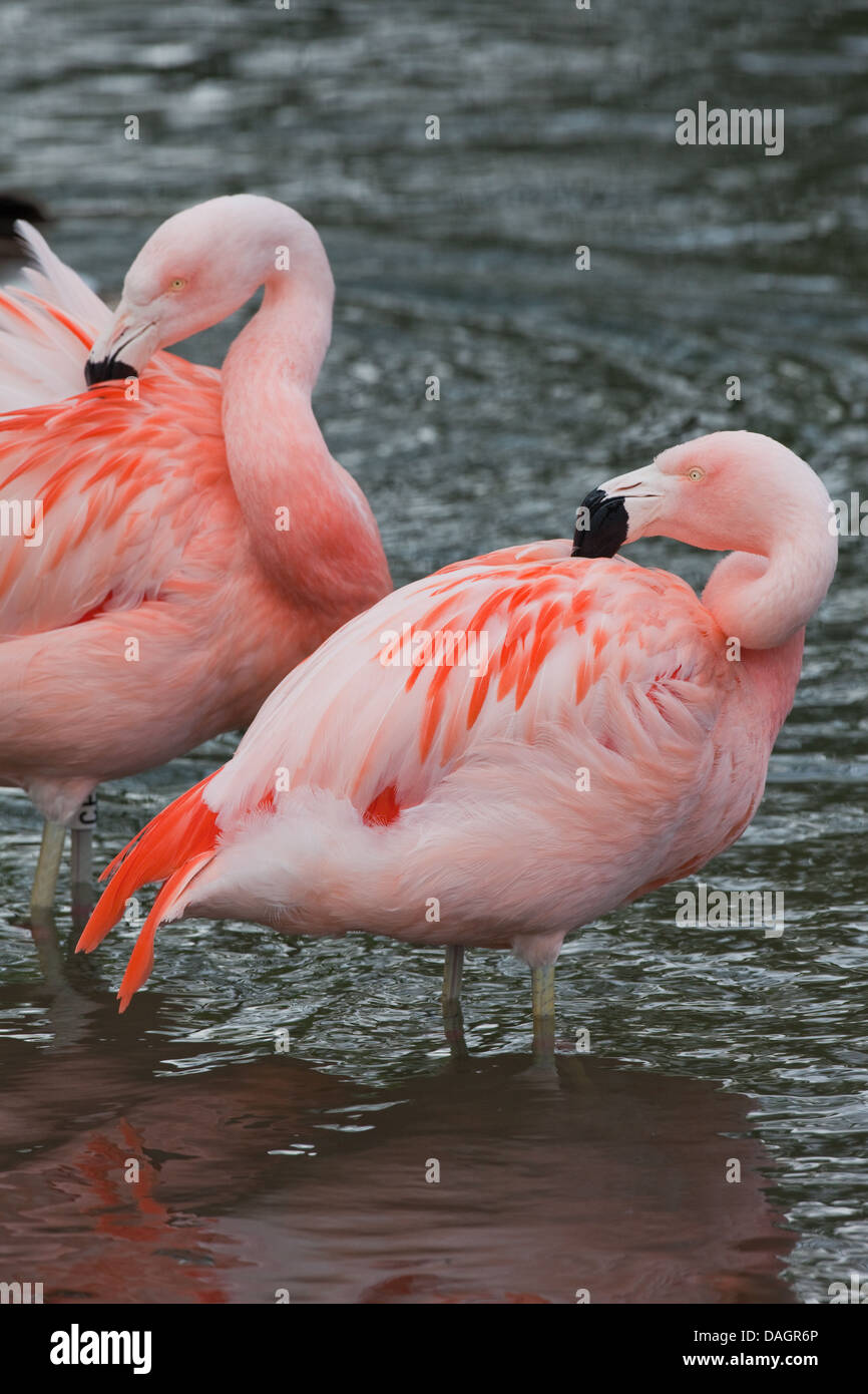 Fenicotteri cileni (Phoenicopterus chilensis). Preening piumaggio. Giù per la cura e la manutenzione. Foto Stock