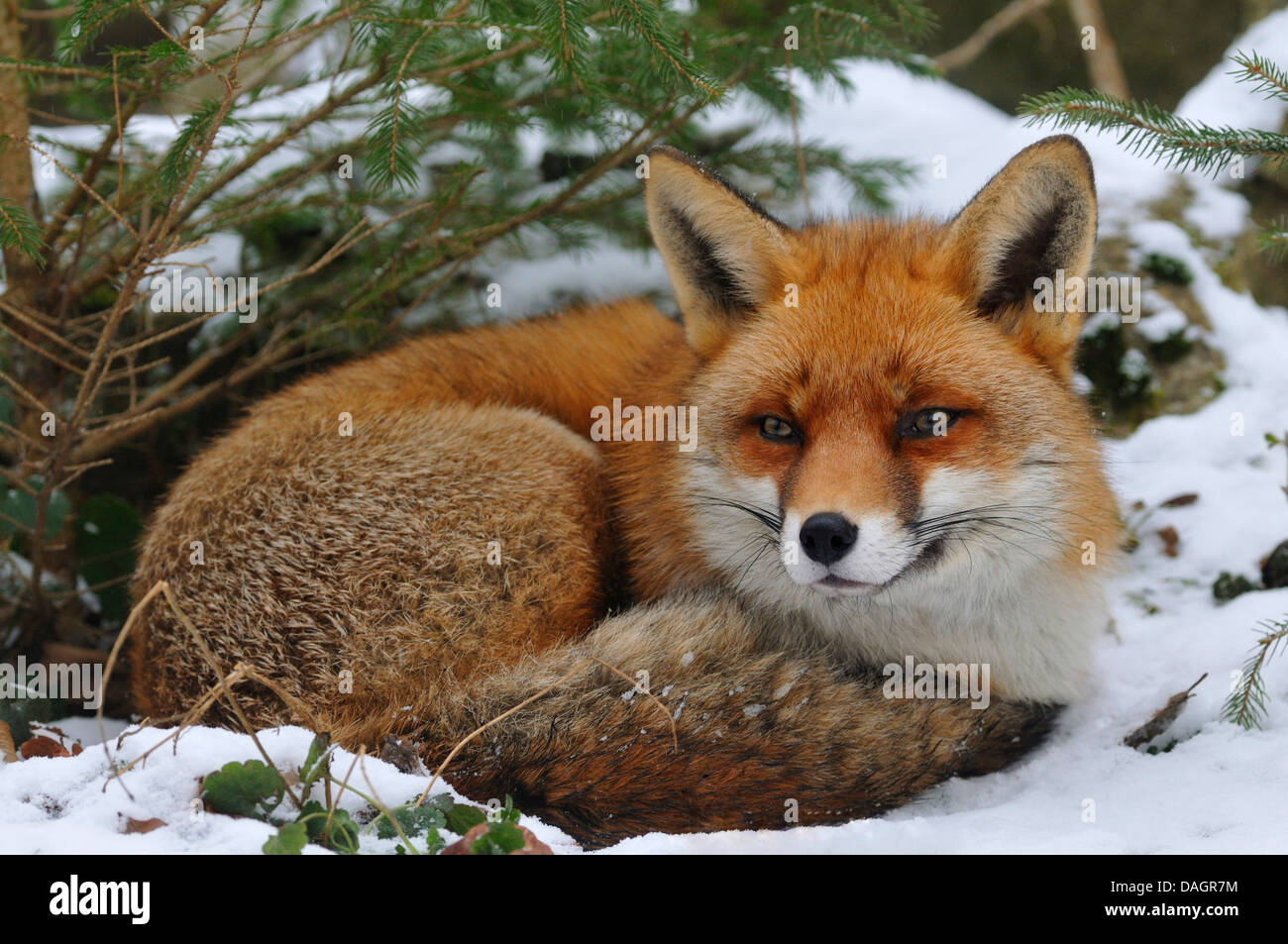 Red Fox (Vulpes vulpes vulpes), che giace in una cava nella neve, Germania Foto Stock