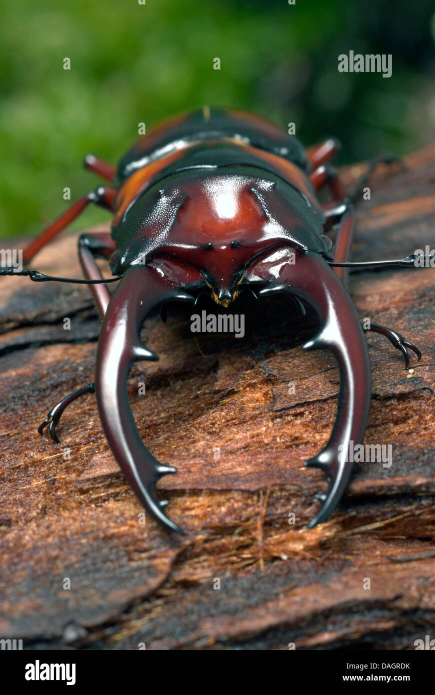 Tanzania stag beetle (Prosopocoilus mirabilis), maschio Foto Stock