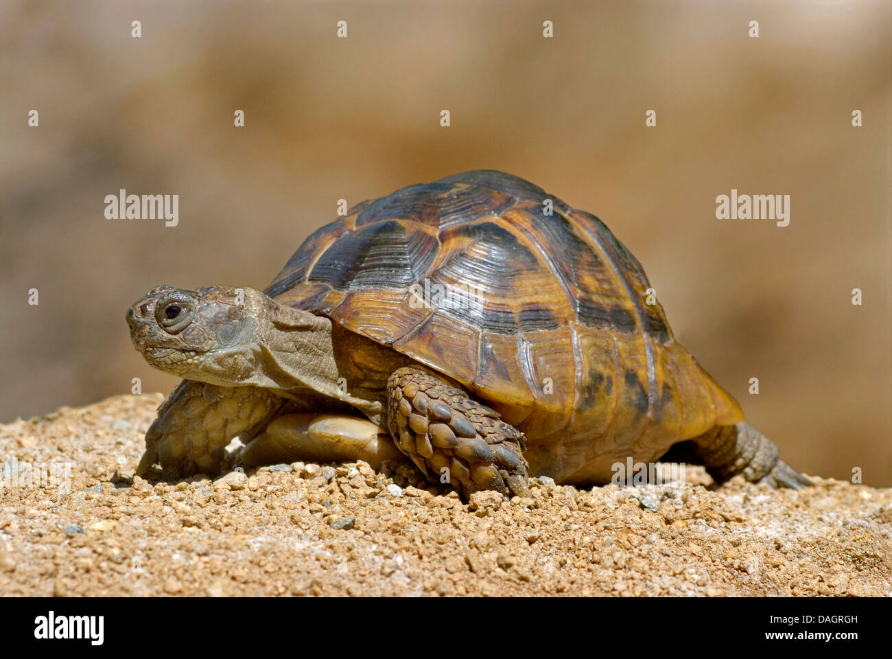 Sperone-thighed tartaruga, sperone mediterraneo-thighed, tartaruga testuggine comune, tartaruga greca (Testudo graeca ibera), striscianti Foto Stock